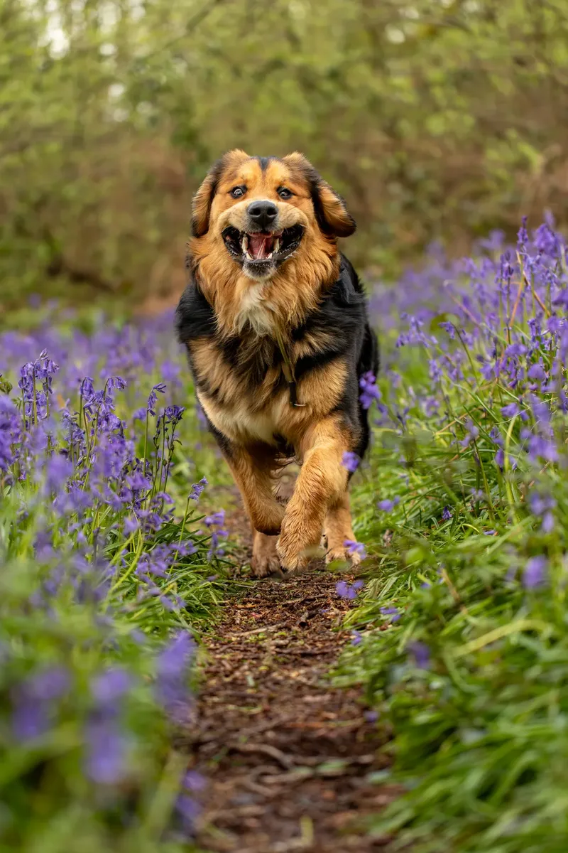 Finn the golden mountain dog (2 of 13)