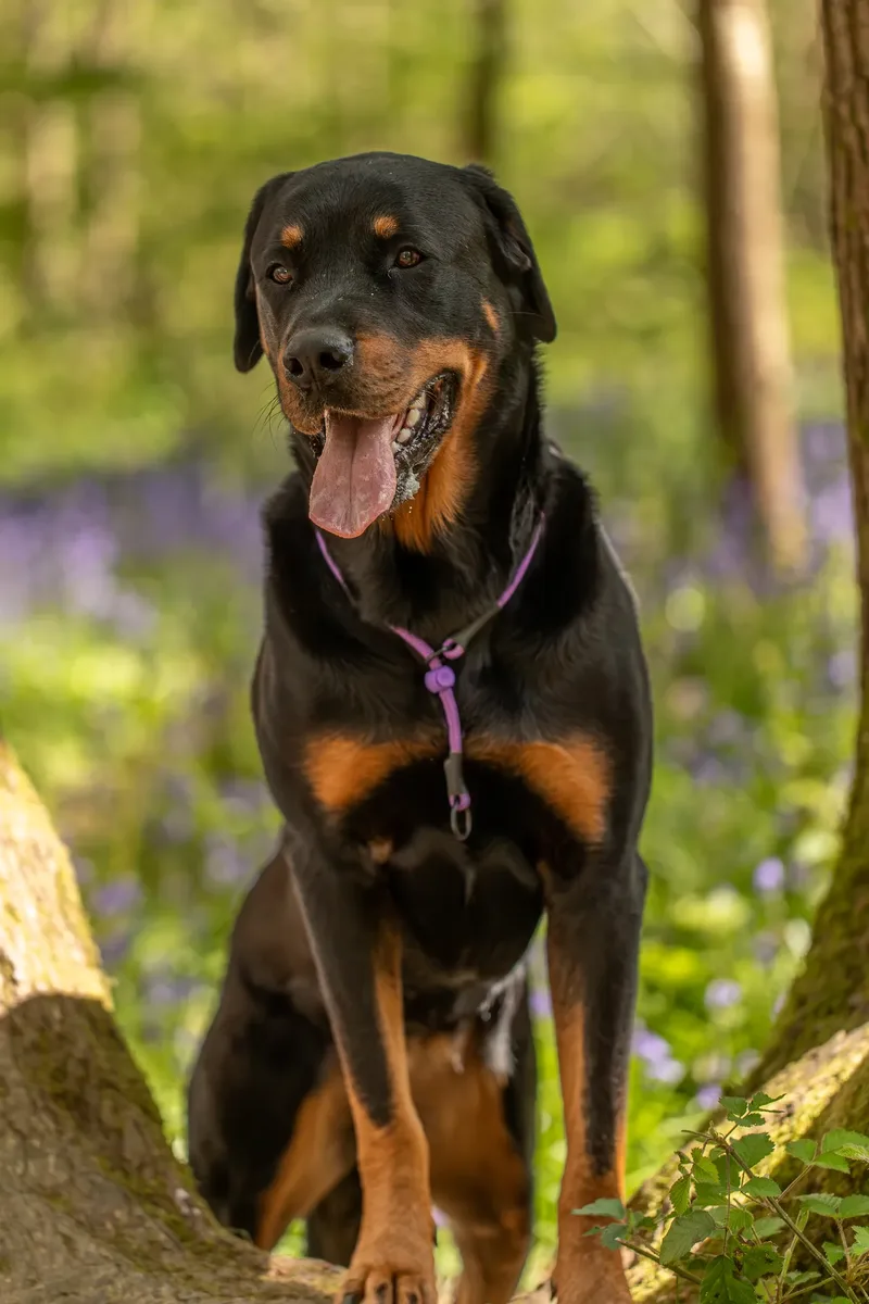 Karma the rottweiler in bluebells (20 of 30)