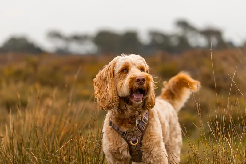 An Autumn Afternoon with Toby at Canford Heath (16 of 24)
