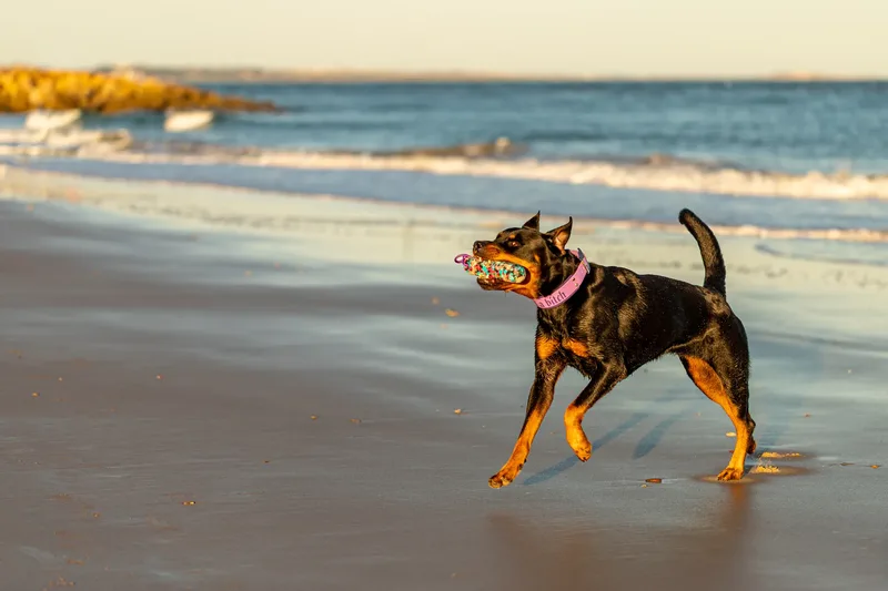 Karma the Rottie (21 of 24)
