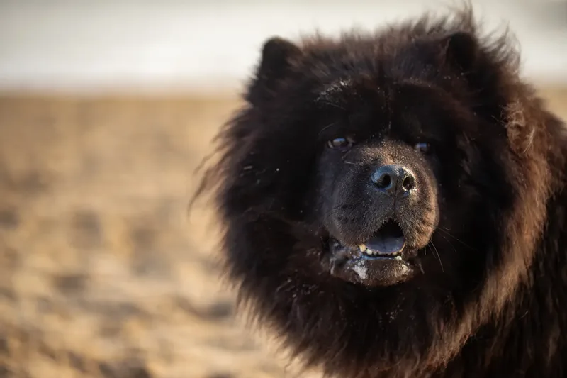 Baloo and Estia on the beach (5 of 22)