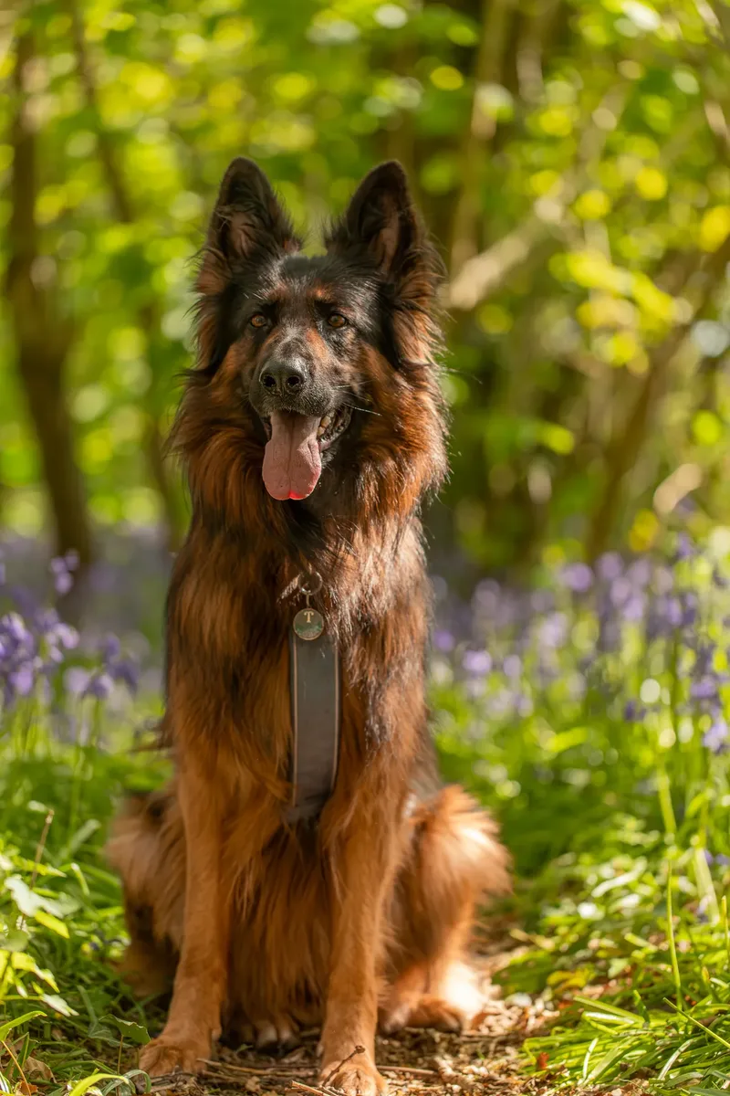 Tora the german shepherd (18 of 28)