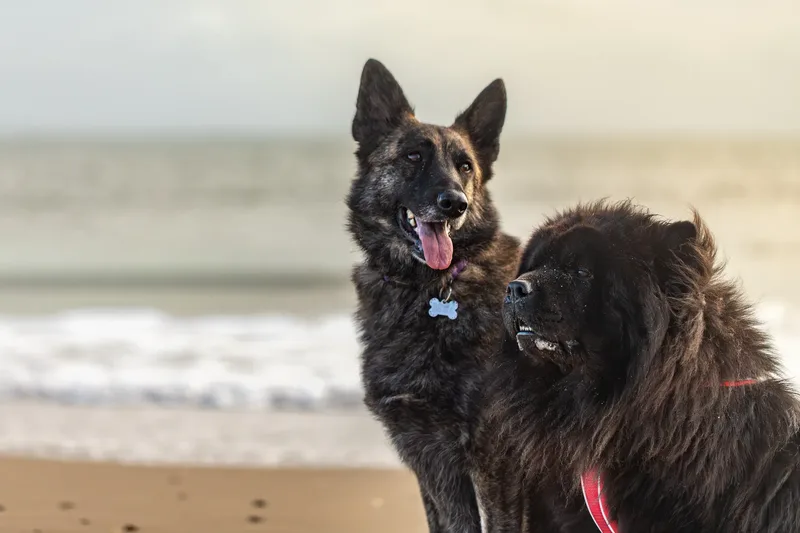 Baloo and Estia on the beach (14 of 22)