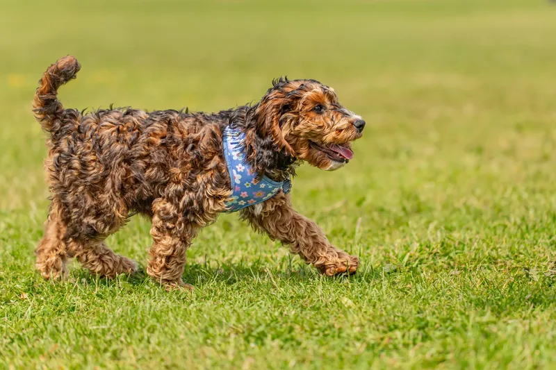 Luna the Cockapoo (3 of 24)