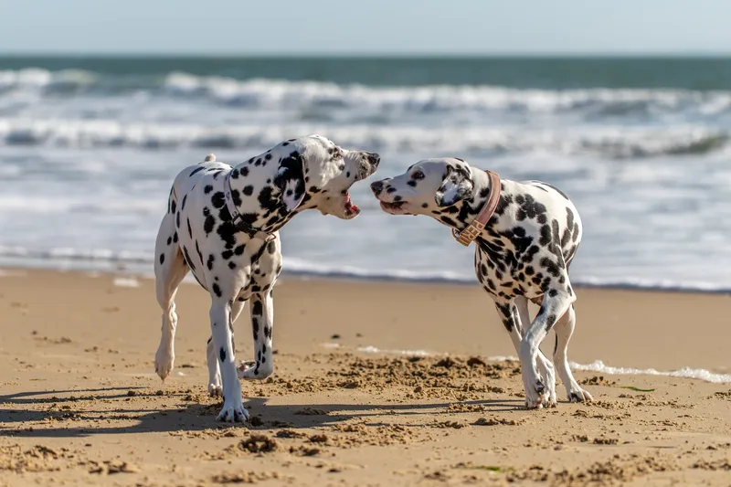 Perdy and Pongo