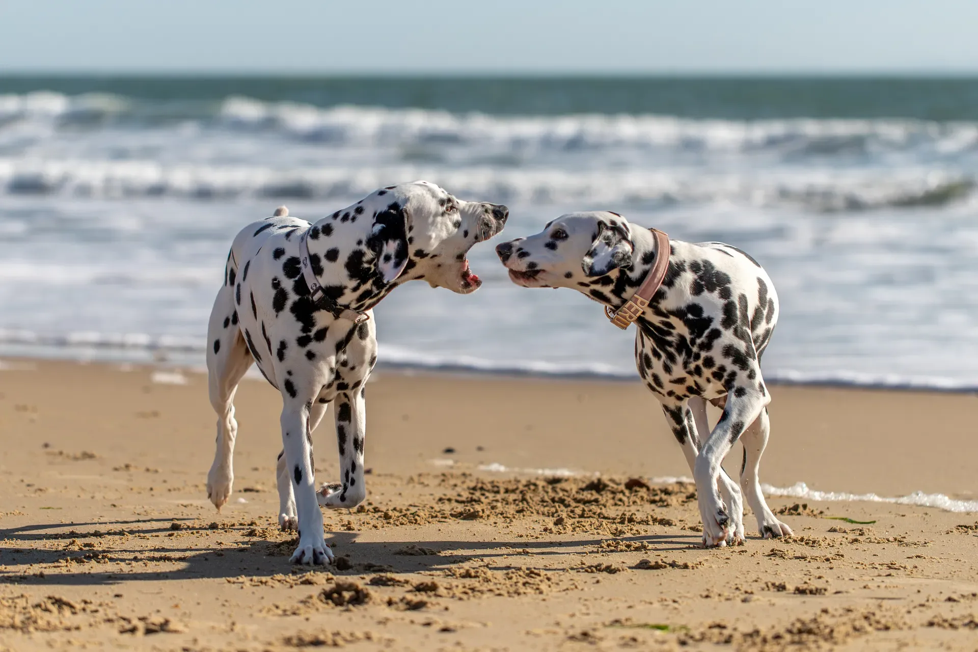 Perdy and Pongo
