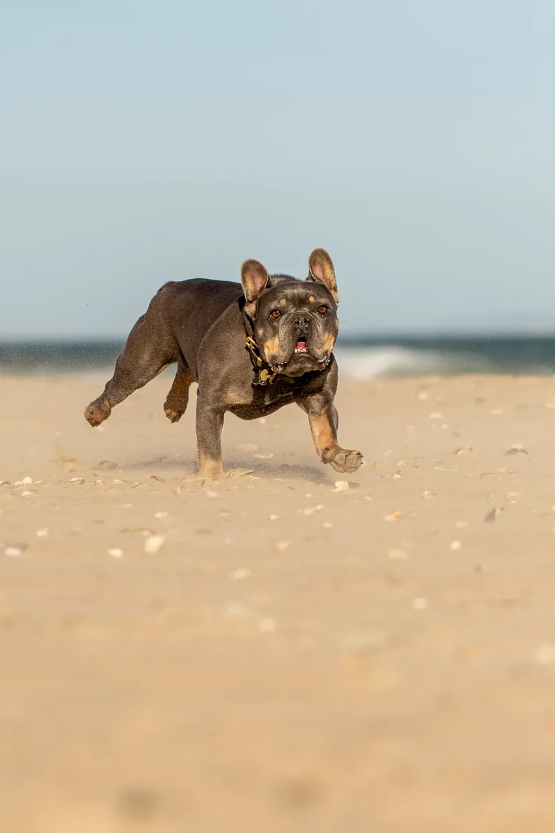 Blue the Frenchie (24 of 32)