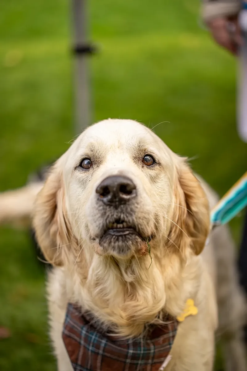The Walled Garden Moreton – Dog show ceremony (6 of 24)
