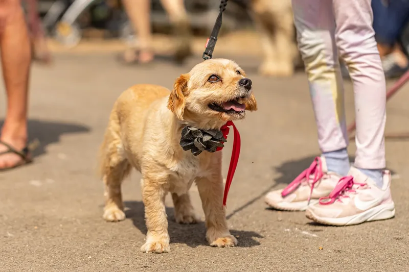 Sunshine, Smiles & Wagging Tails at Cherry Tree Nurseries (5 of 24)