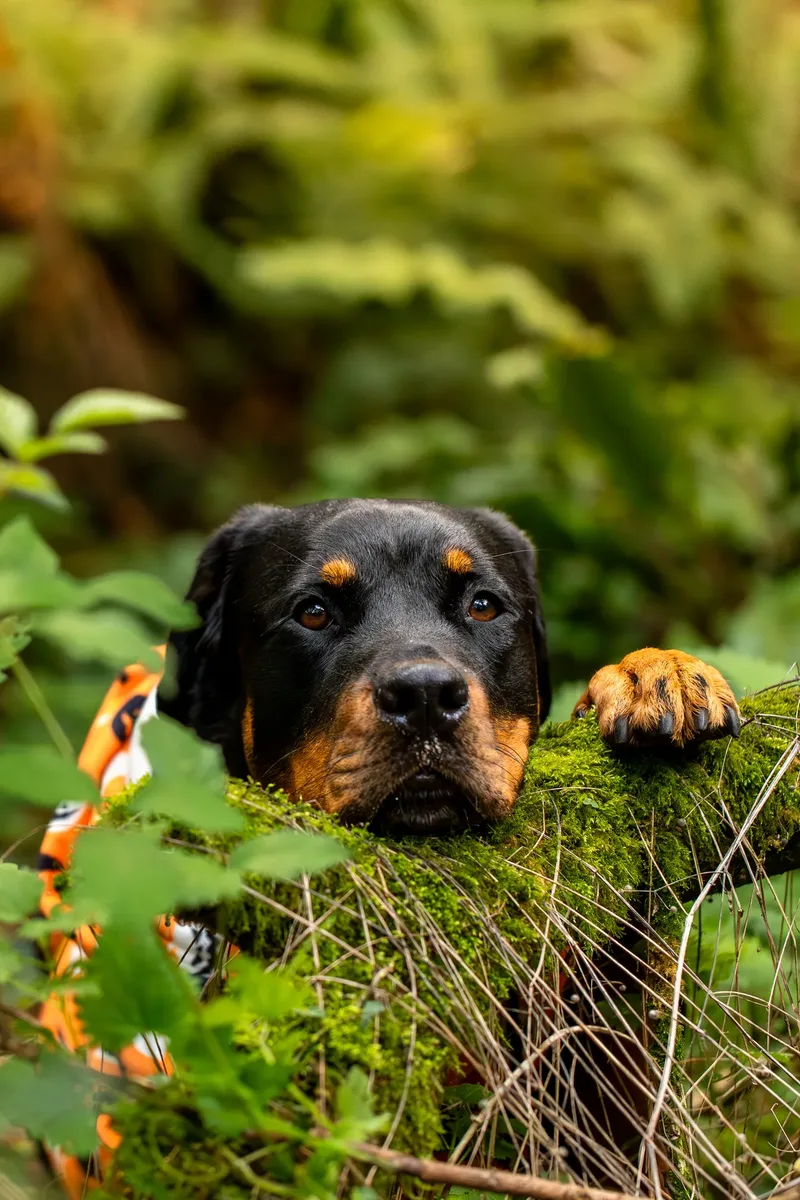 Karma the Rottie’s Halloween Shoot in Corfe Mullen (3 of 24)