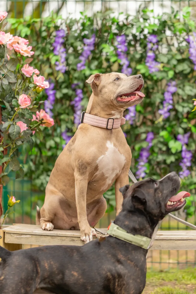 Muttley’s Doggy Day Care – Open Day Fun! 🐾 (11 of 24)