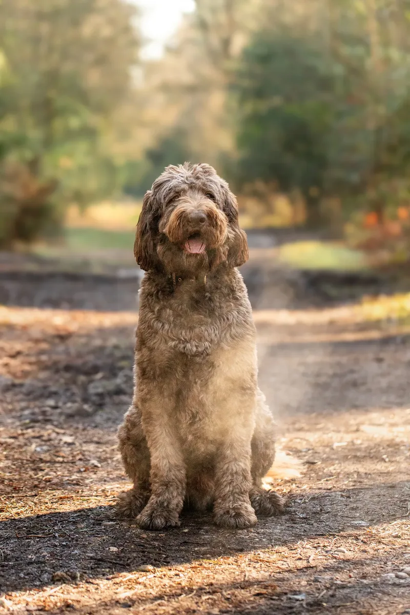 Barnaby the labradoodle (2 of 8)