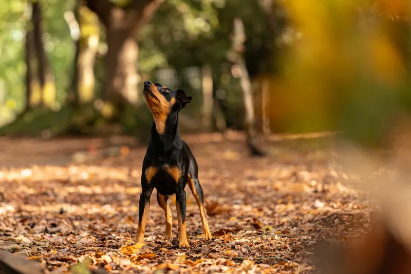 The Three Min Pins (23 of 24)