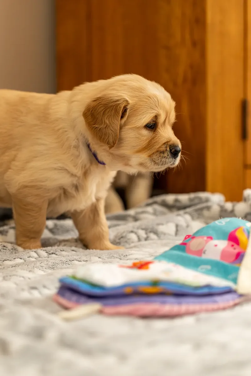 Golden Retriever Puppies (11 of 60)