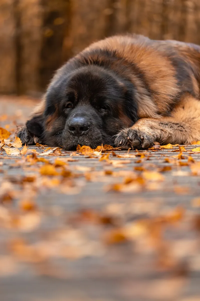 Koda the Bear (Leonberger) (9 of 24)