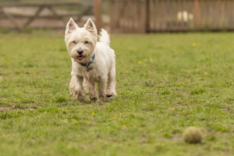 Muttley’s Doggy Day Care – Open Day Fun! 🐾 (5 of 24)