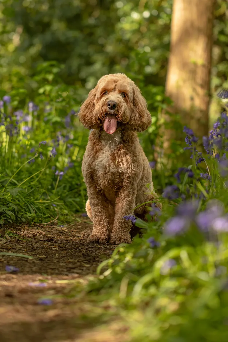Teddy the cockapoo in the bluebells (21 of 21)