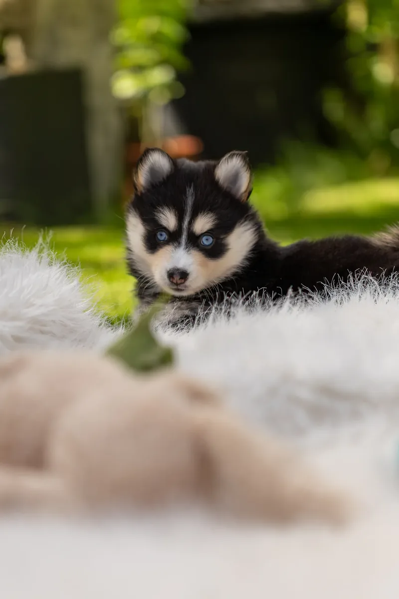 South Coast Pomsky’s (17 of 29)