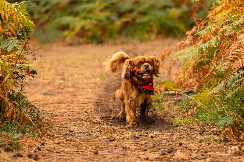 Rusty the Cav (10 of 24)