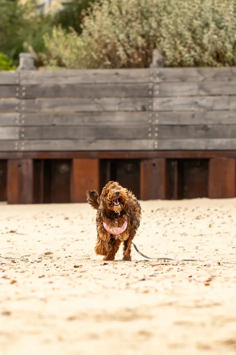 Luna & Oakley at Sandbanks (22 of 24)
