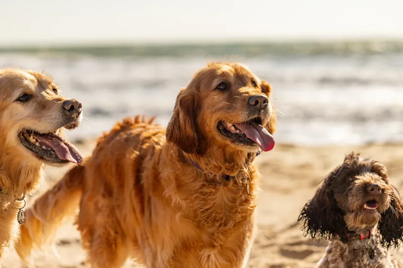 Hugo, Cookie, Flossie & Ralph (10 of 24)