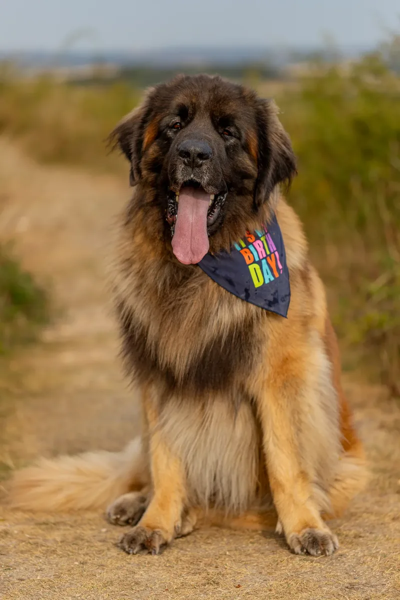 Koda